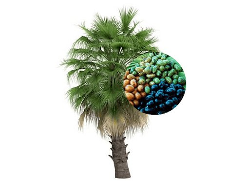 Prostamin Forte содержит плоды пальмы